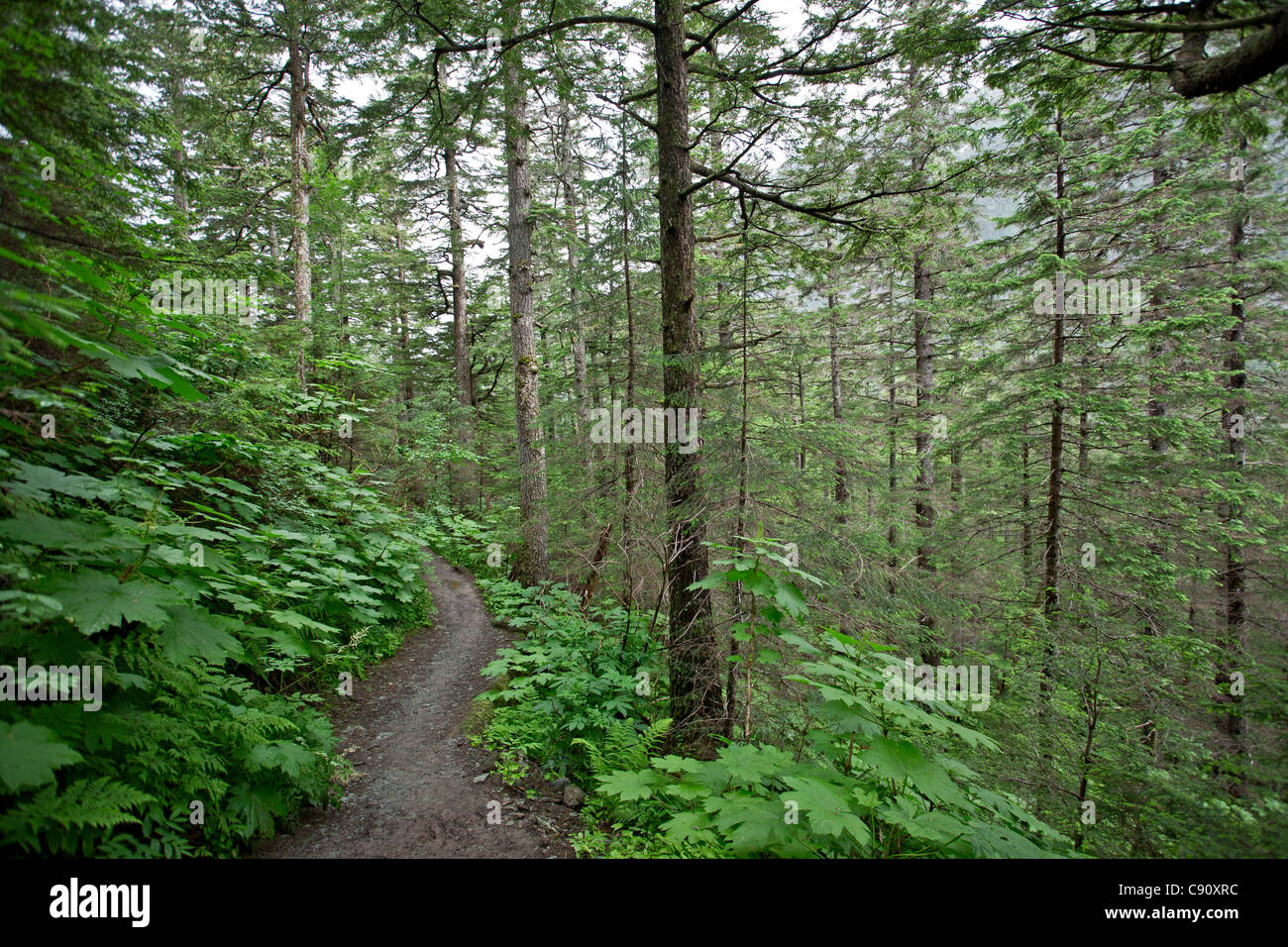 Trail-Pfad im Regenwald. Mount Roberts. Juneau. Alaska Stockfoto