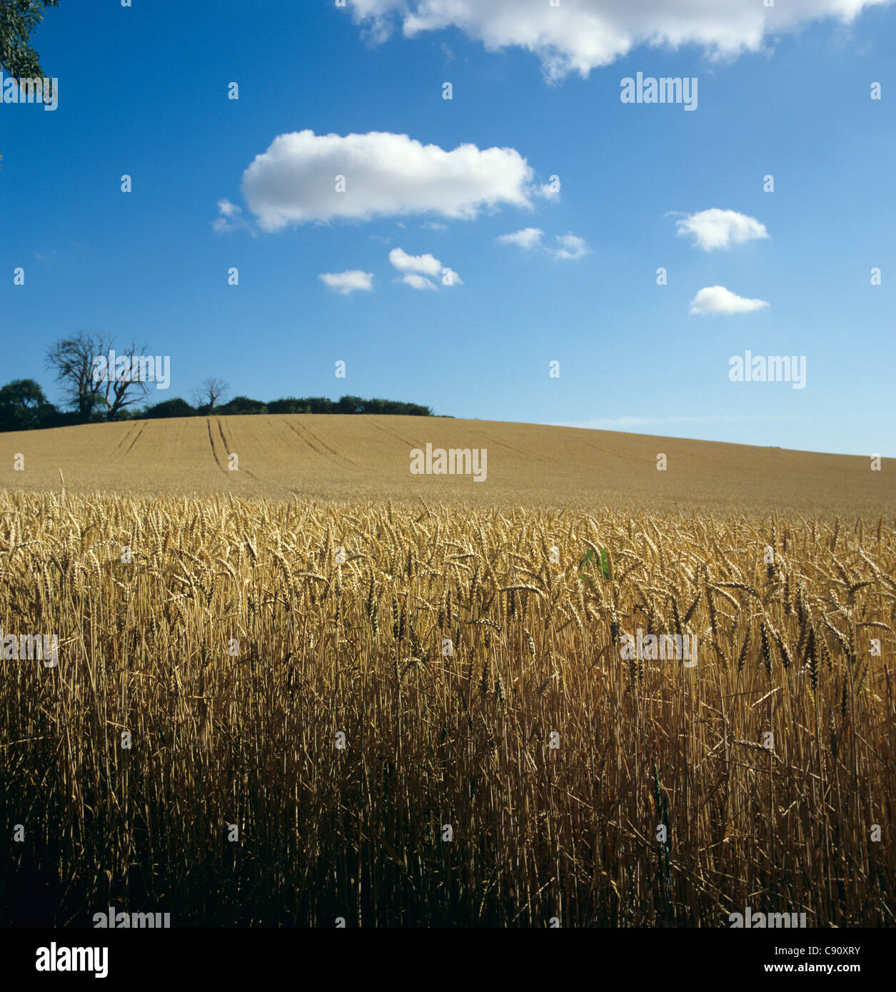 Reife Weizen Ernte in der Nähe von Ernte an einem feinen Sommertag mit blauem Himmel & Wolken Stockfoto