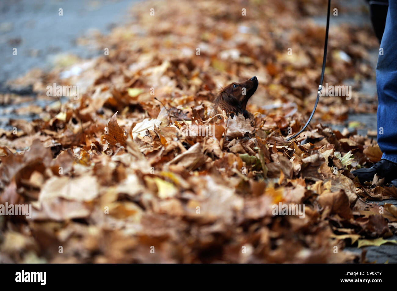 Hund in ein Bündel von Blättern im Herbst. Stockfoto
