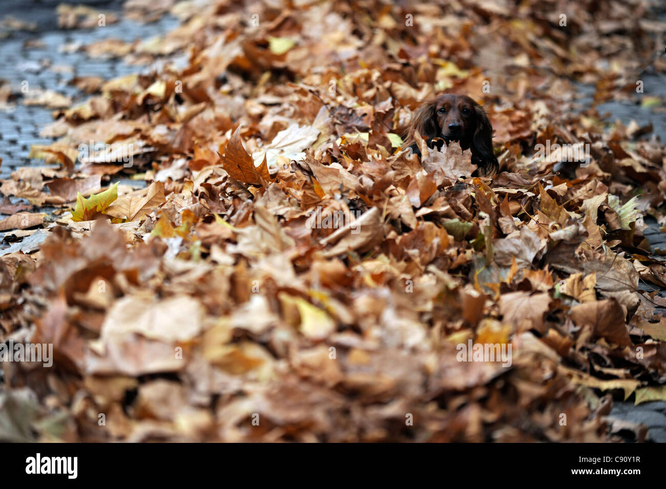 Hund in ein Bündel von Blättern im Herbst. Stockfoto