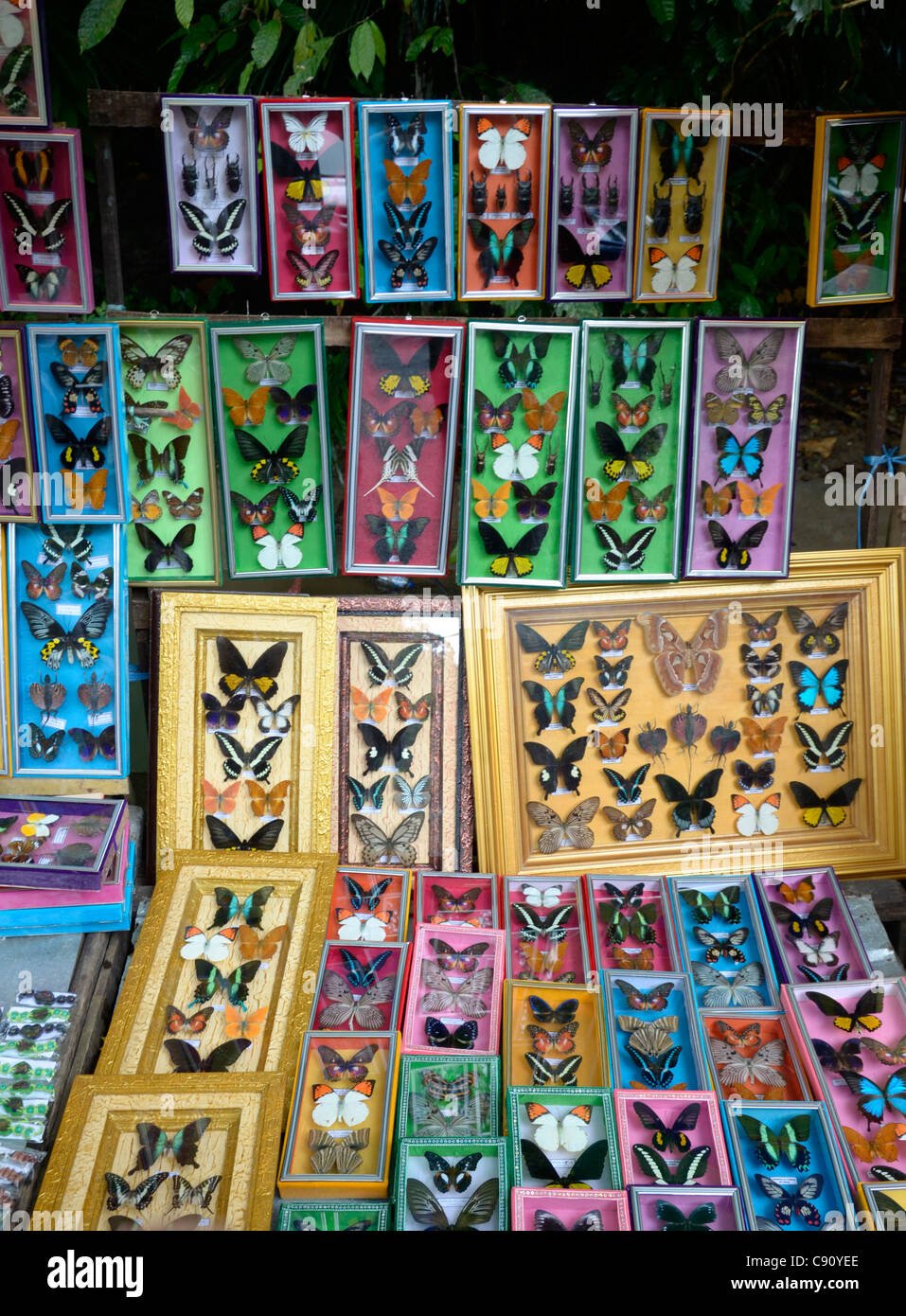 Anzeige von tropischen Schmetterlingen in Makassar, Indonesien Stockfoto