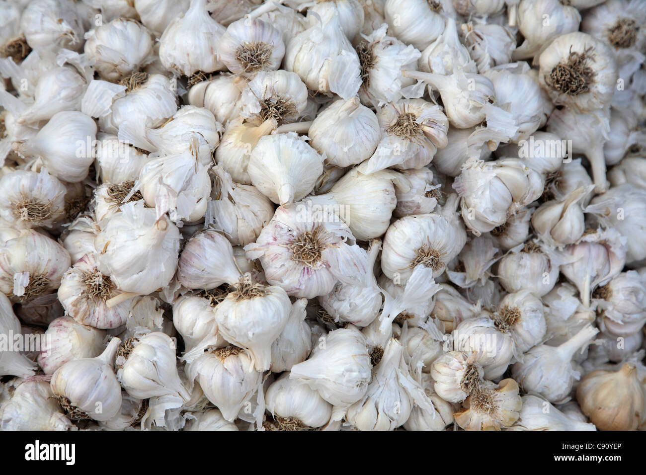 Malvan ist eine Küstenstadt und inmitten einer fruchtbaren Region Südindiens mit Wärme und Regenfällen. Lebensmitteln Pflanzen wie Knoblauch Stockfoto