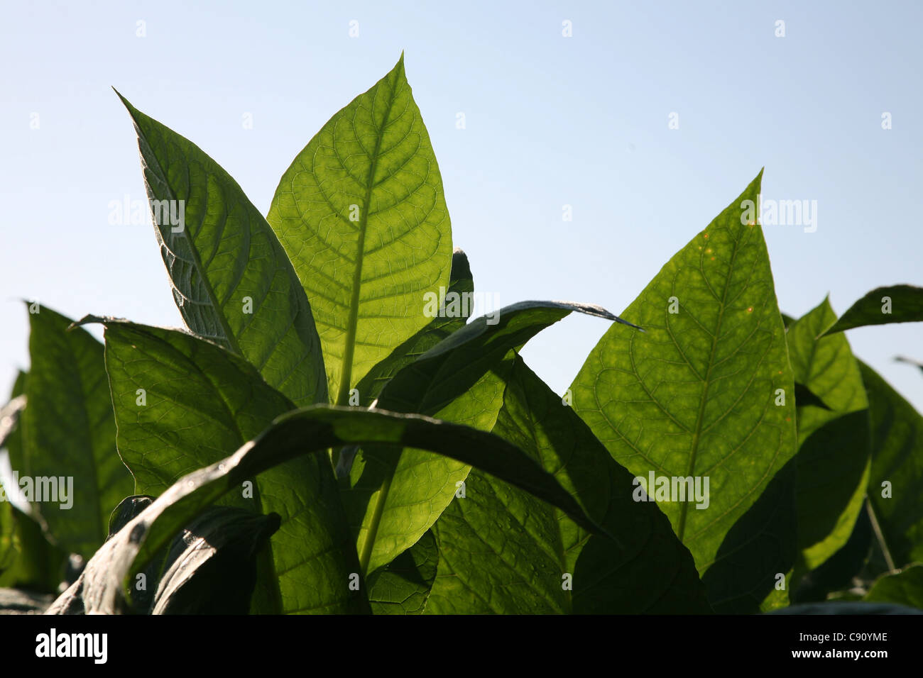 Tabak-Plantage in Vinales Tal, Kuba. Stockfoto