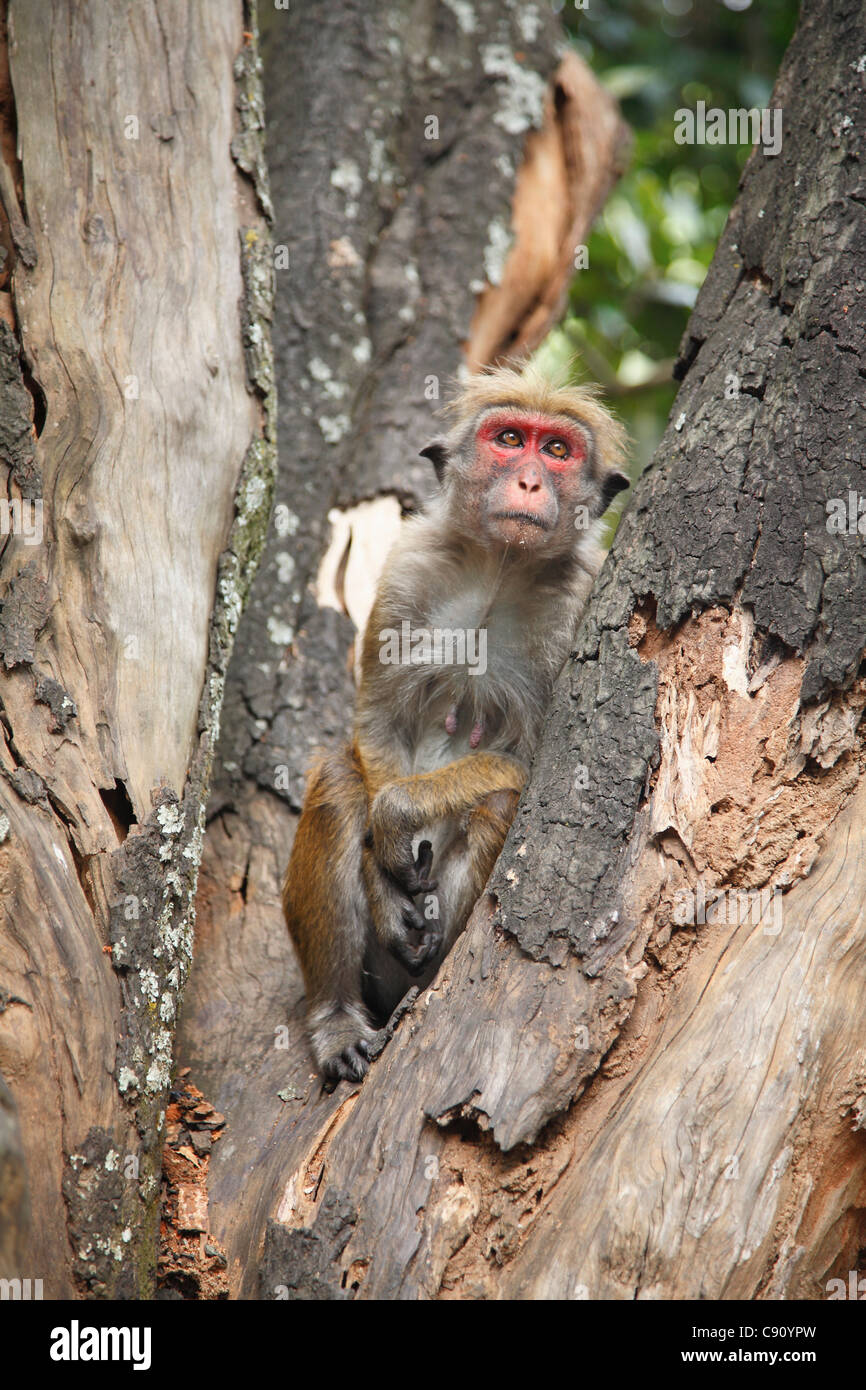 Der Toque Makaken Macaca Sinica ist ein rötlich-braunen farbigen alten Welt Affe endemisch in Sri Lanka und Südspitze der Stockfoto