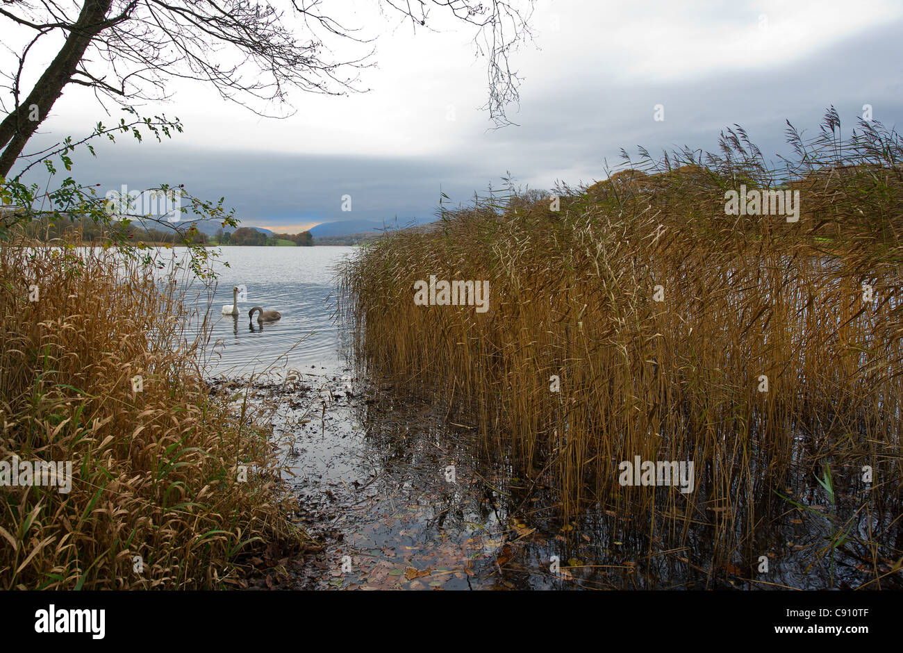 Esthwaite Water im Lake District in Großbritannien. Stockfoto