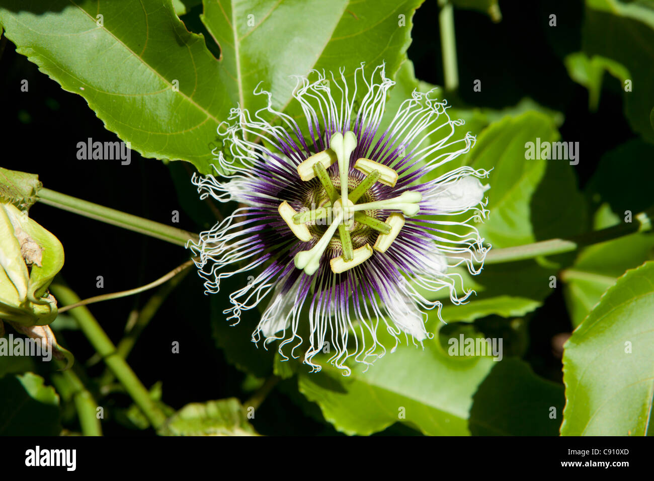 Den Niederlanden, Oranjestad, Sint Eustatius Insel, Niederländische Karibik. Blume im Botanischen Garten. Stockfoto