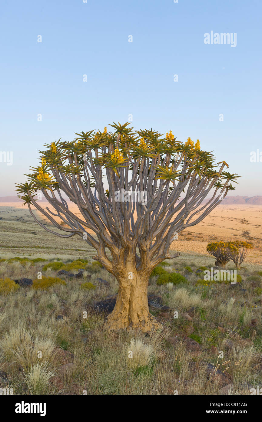 Köcherbaum auf Koiimasis Farm Tiras Bergen Namibia Stockfoto