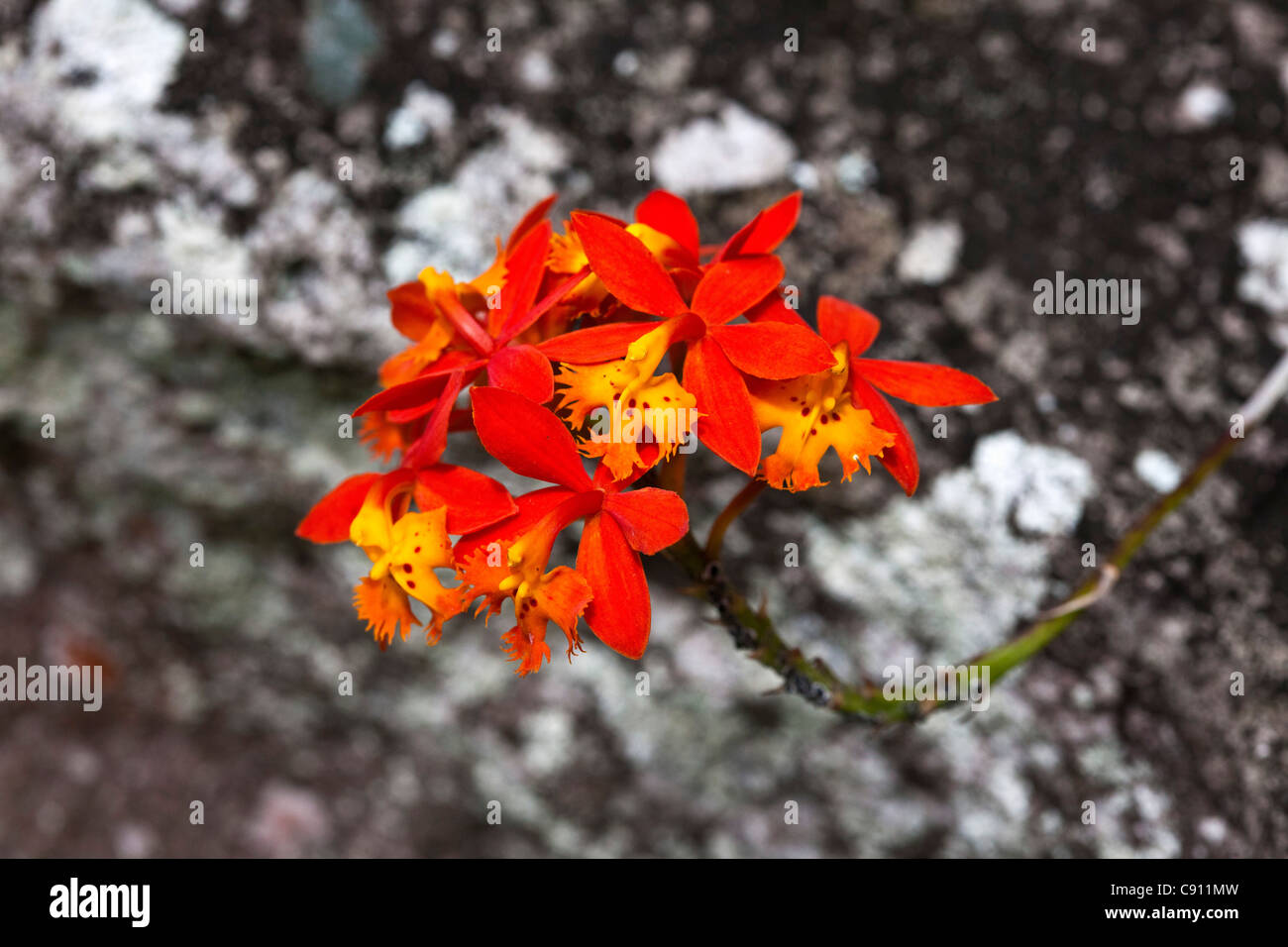 Den Niederlanden, Niederländische Karibik Windwardside, Saba Insel. Ecolodge Rendez-Vous. Blumen im Garten. Stockfoto