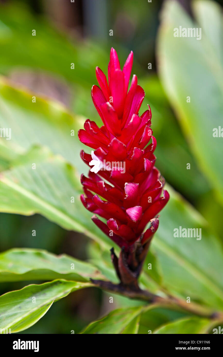 Den Niederlanden, Niederländische Karibik Windwardside, Saba Insel. Ecolodge Rendez-Vous. Blumen im Garten. Stockfoto