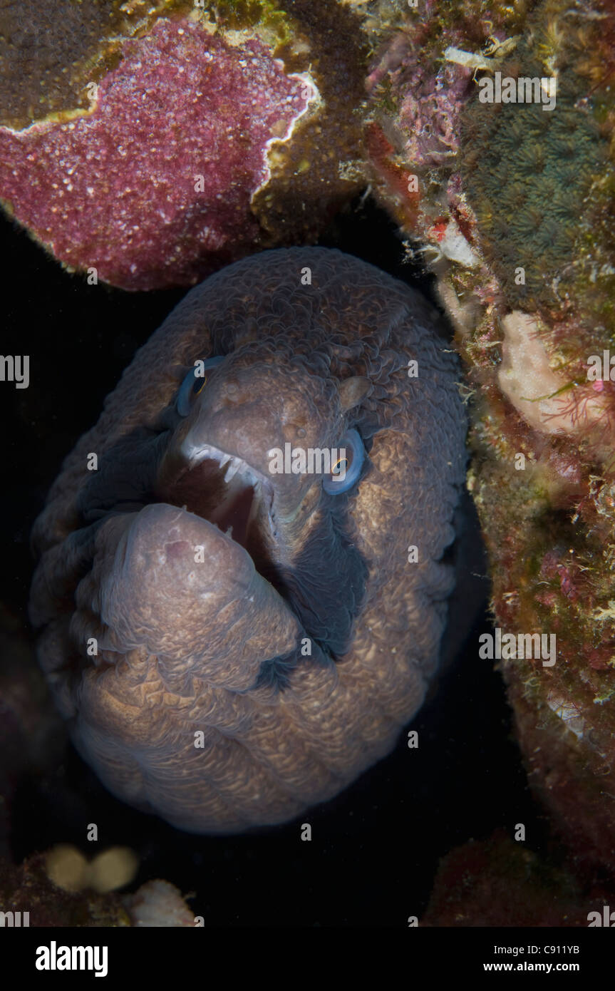 Masked Moray Eel, Gymnothorax breedeni, in hole in Coral, Morgue Tauchplatz, Weihnachtsinsel, Australien, Indischer Ozean Stockfoto