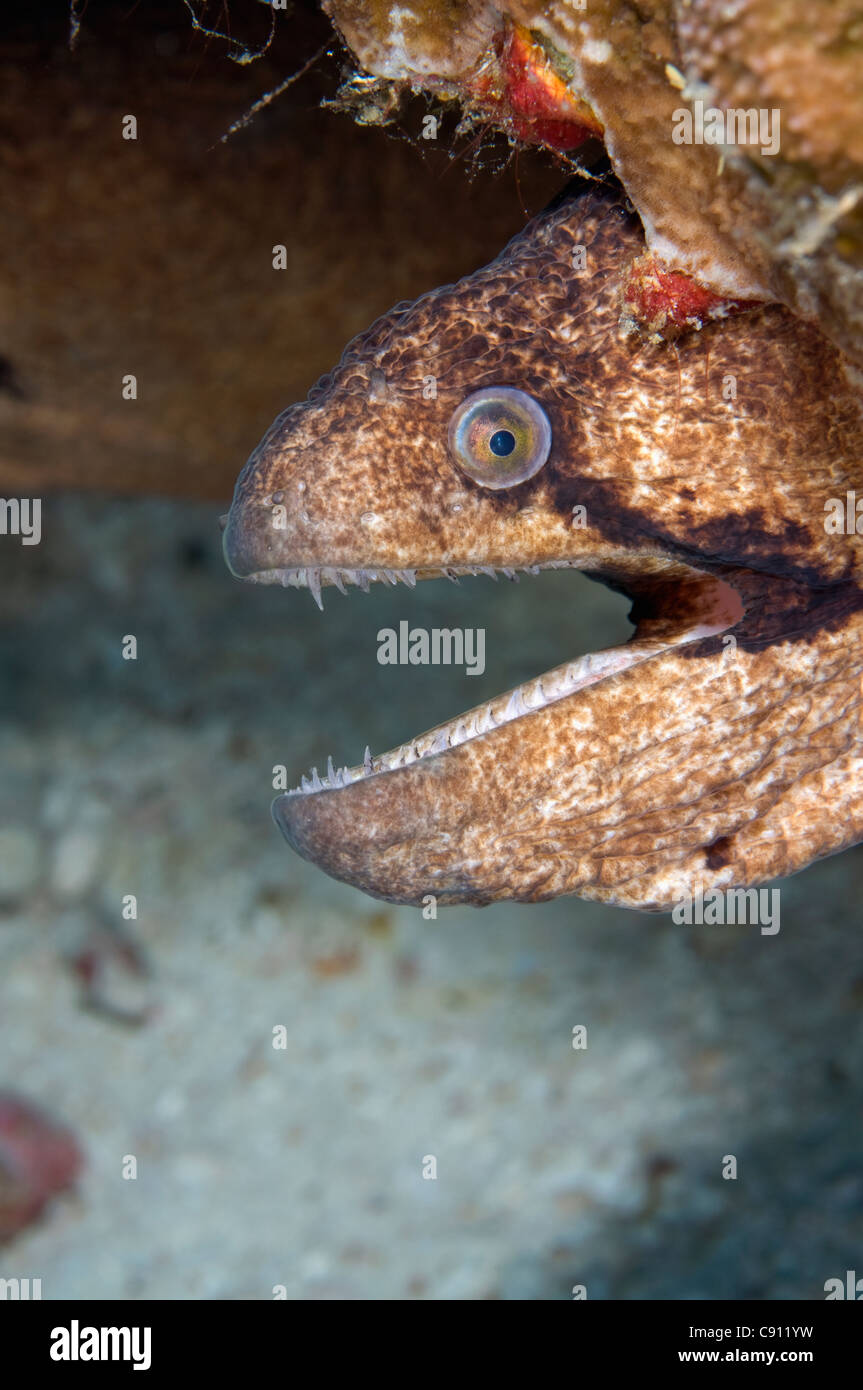 Masked Moray Eel, Gymnothorax breedeni, North West Point Tauchplatz, Christmas Island, Australien, Indischer Ozean Stockfoto