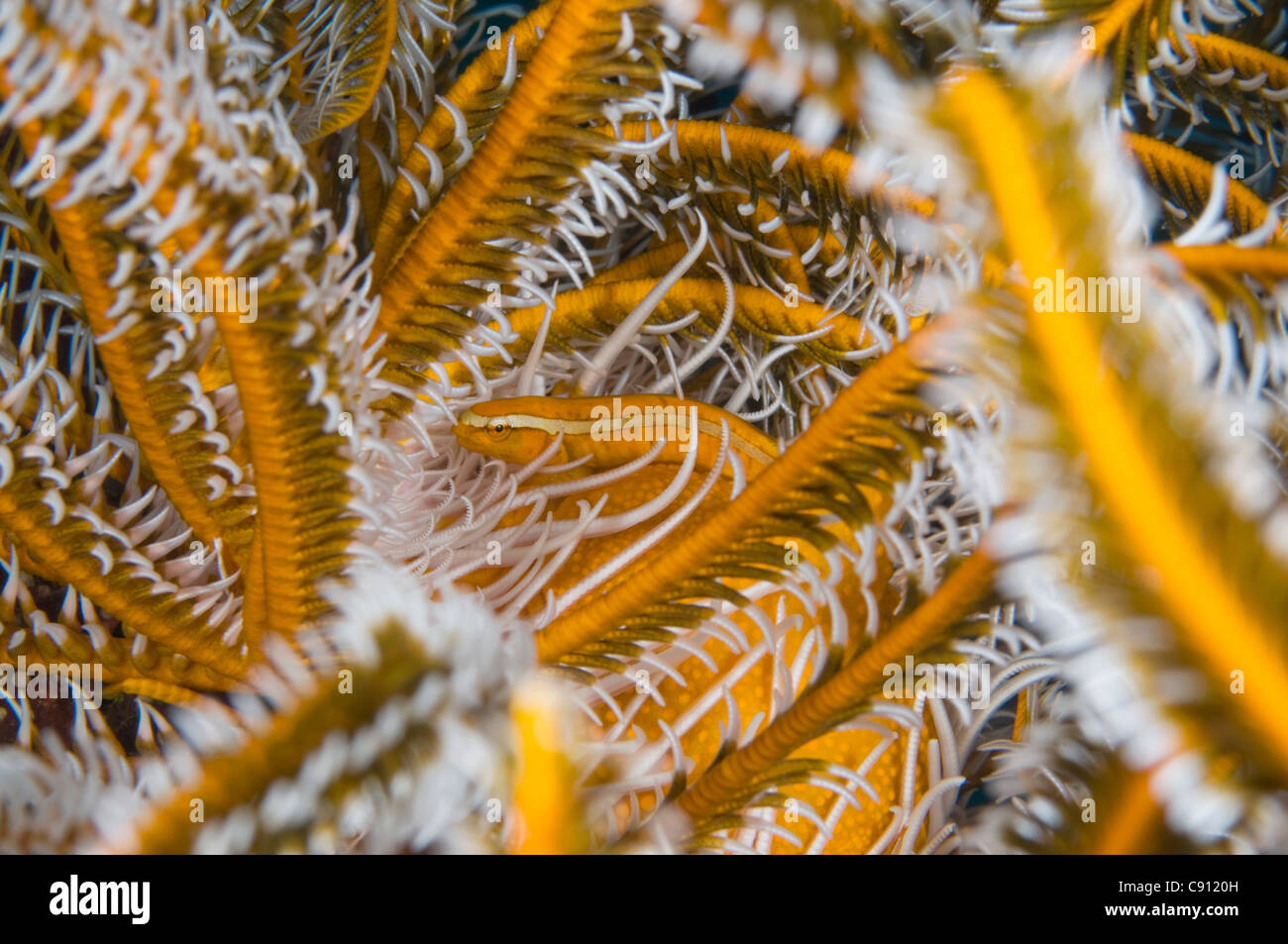 Einstreifiger Featherstar-Anglerfisch, Discotrema echinophila, in Crinoid, Comatulida Order, Rhoda Beach Tauchplatz, Weihnachtsinsel, Australien Stockfoto