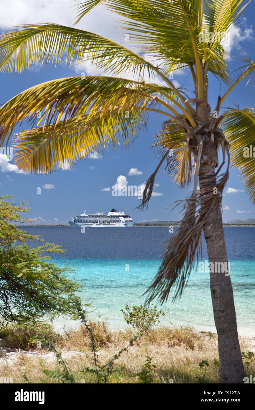 Der Niederlande, Insel Bonaire, Niederländische Karibik, Kralendijk, Kreuzfahrtschiff verlassen Insel, Palme. Stockfoto