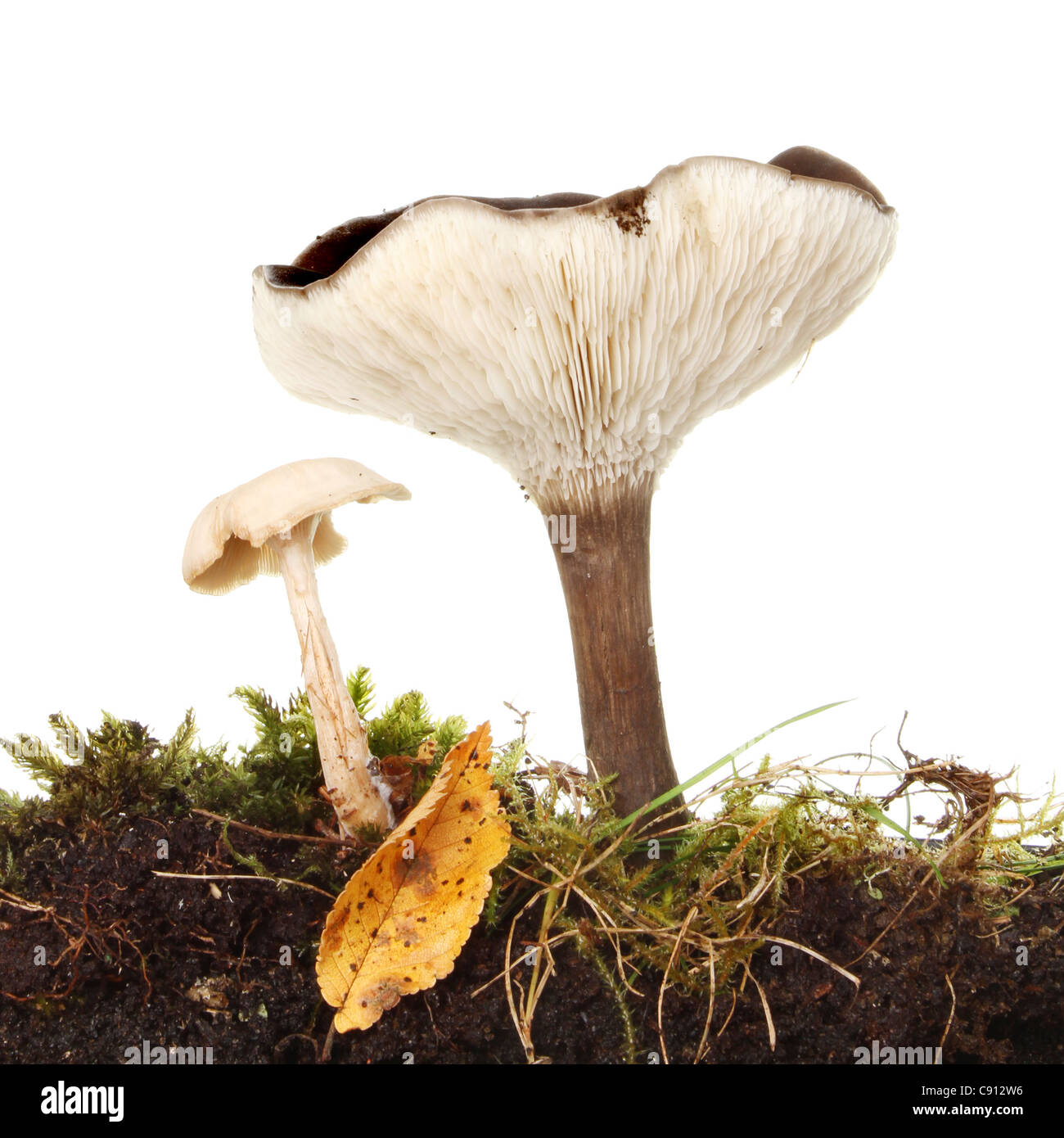 Pilz Pilze wachsen unter Herbst Laub und Moos Stockfoto