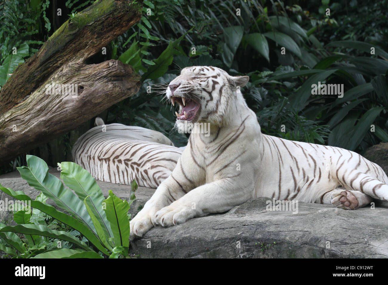 Zwei weißen Bengal Tiger zeigt Zähne Stockfoto