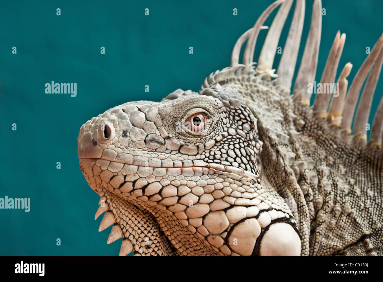 Die Niederlande, Insel Bonaire, Niederländische Karibik, Kralendijk, grüner Leguan (Iguana Iguana). Stockfoto