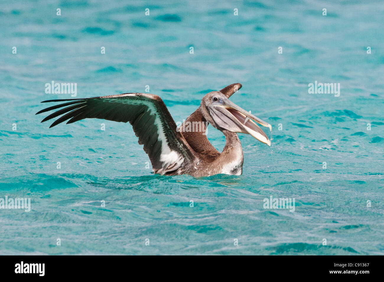 Niederlande, Insel Bonaire, Niederländische Karibik Kralendijk, brauner Pelikan (Pelecanus Occidentalis) fangen Fische. Stockfoto
