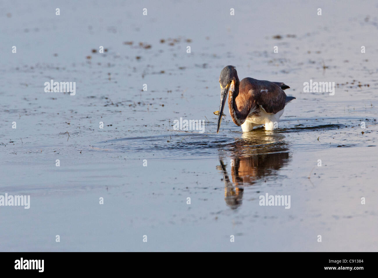 Niederlande, Insel Bonaire, Niederländische Karibik Kralendijk, braune Reiher Fang von Fischen. Stockfoto