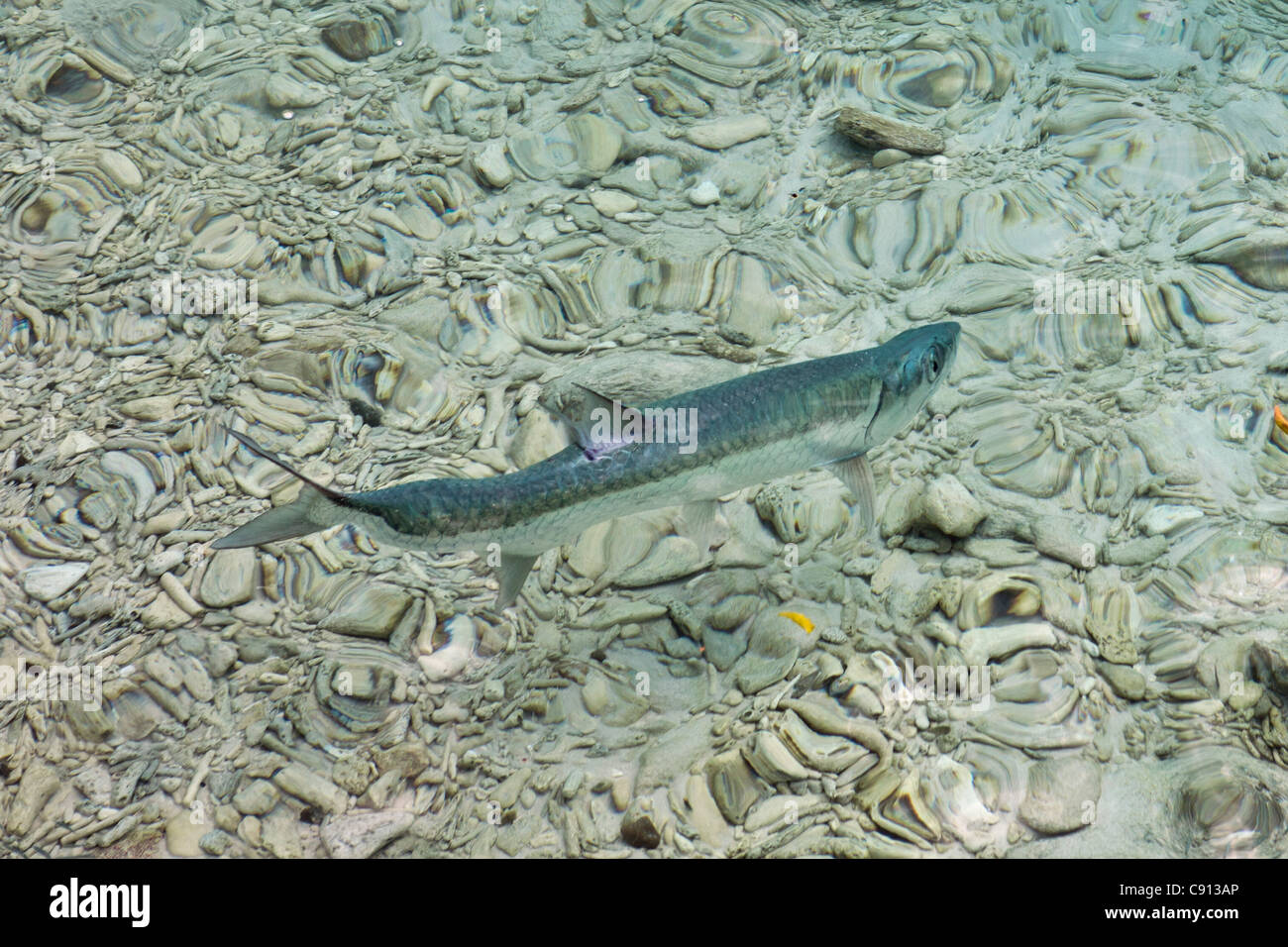 Niederlande, Insel Bonaire, Niederländische Karibik, Kralendijk, Tarpon fischen im flachen Wasser. Stockfoto