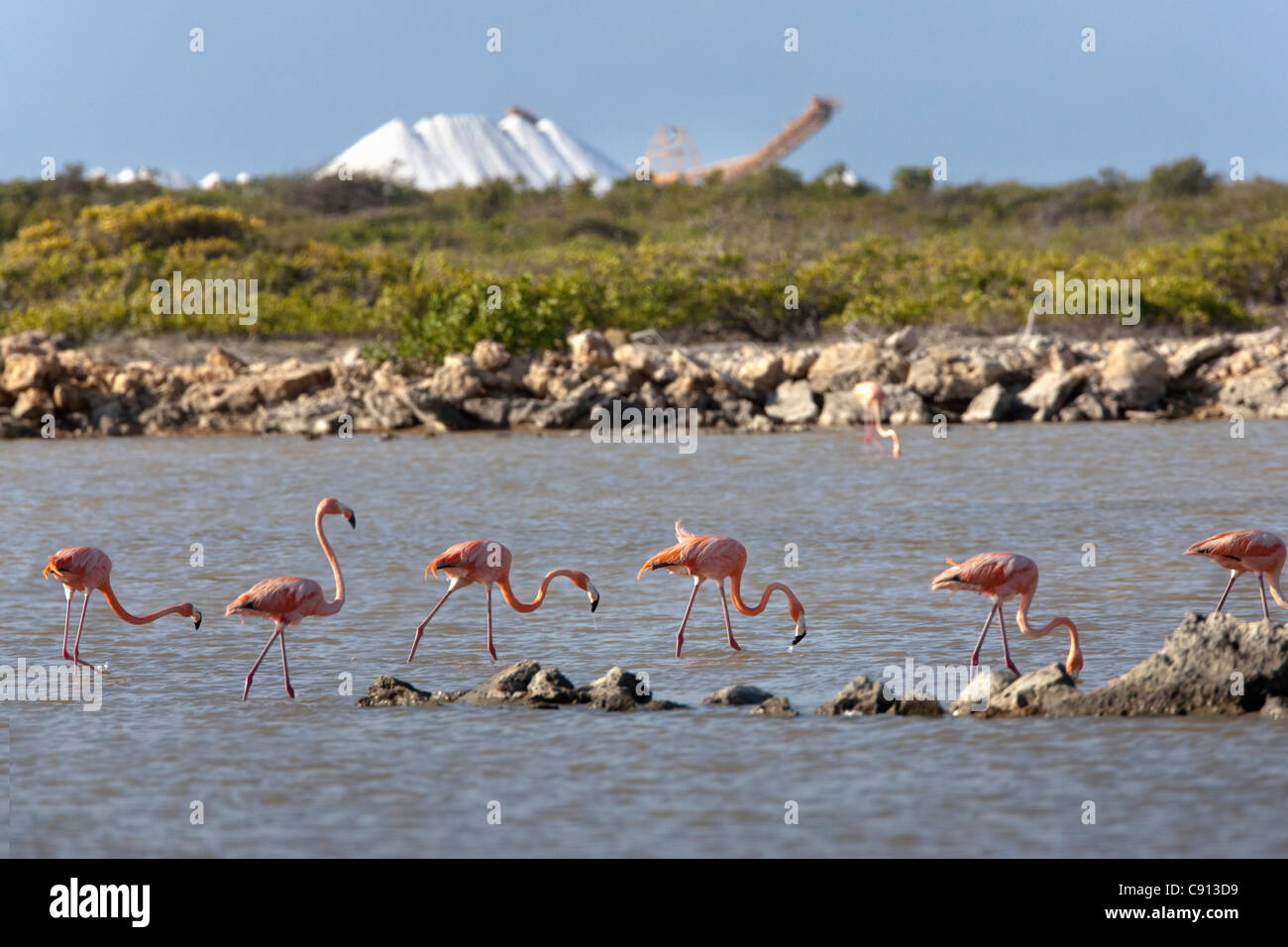 Die Niederlande, Insel Bonaire, Niederländische Karibik, Kralendijk, American Flamingo (Phoenicopterus Ruber). Hintergrund Salzminen. Stockfoto