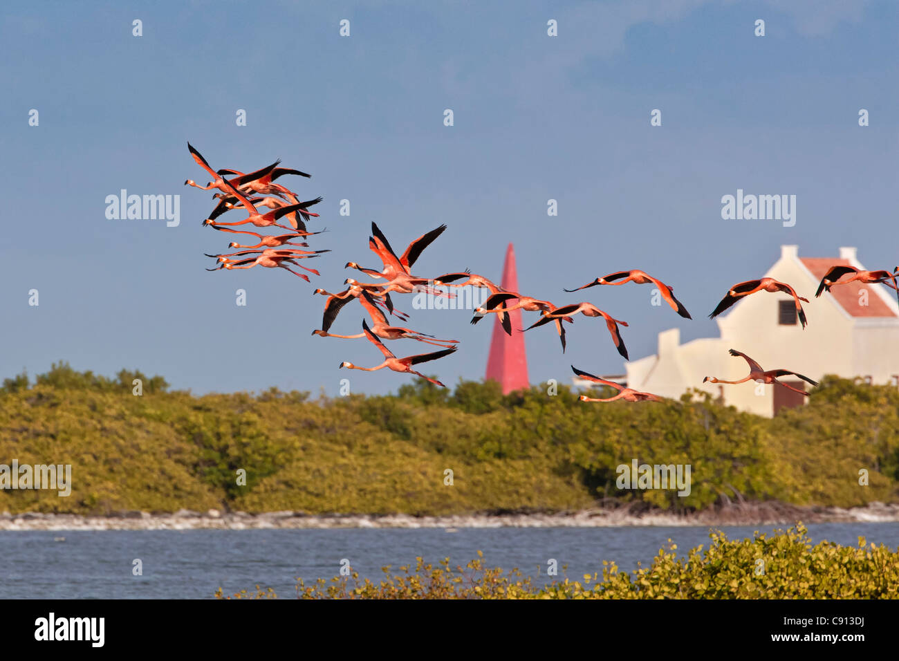 Insel Bonaire, Niederländische Karibik, Kralendijk, Rosaflamingos (Phoenicopterus Ruber) vor Slave Master Haus fliegen. Stockfoto