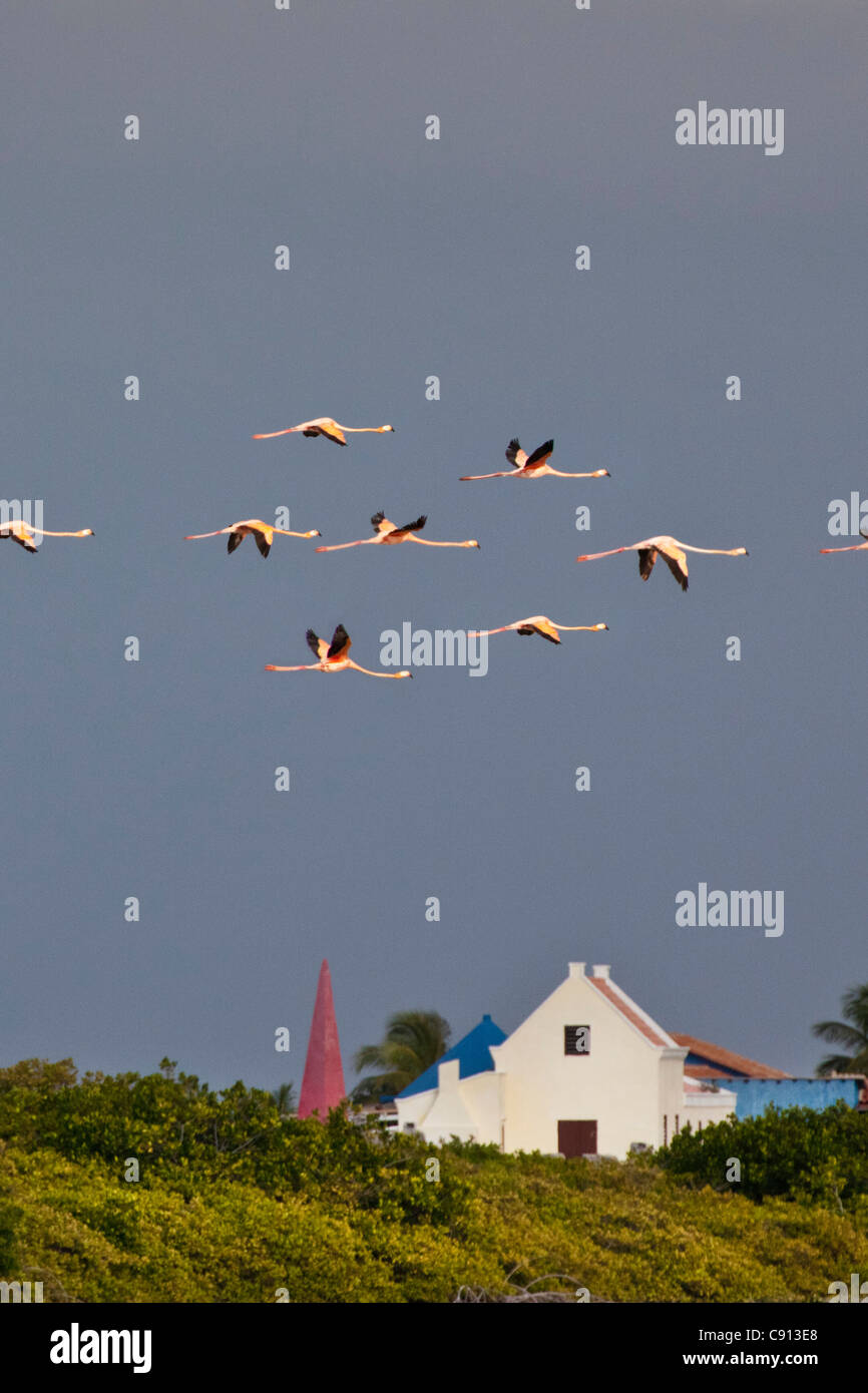 Insel Bonaire, Niederländische Karibik, Kralendijk, Rosaflamingos (Phoenicopterus Ruber) vor Slave Master Haus fliegen. Stockfoto