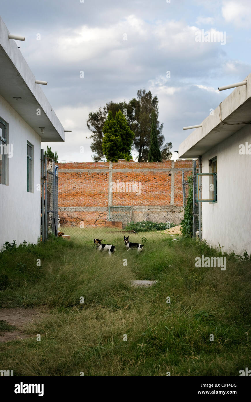 2 Hunde zwischen 2 weißen Häusern in der Wiese, Cholula, Mexiko. Stockfoto