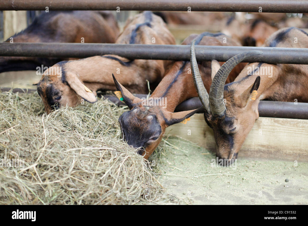Futter für ziegen Fotos und Bildmaterial in hoher Auflösung Alamy