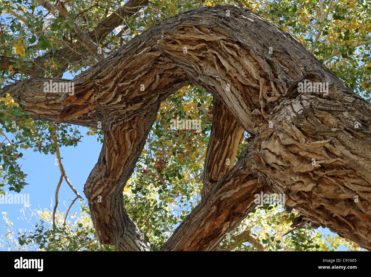 Nahaufnahme von der erstaunlichen zerfurchte Rinde eines alten Pappel Baum im Herbst mit Blättern, die gerade erst anfangen zu drehen. Stockfoto