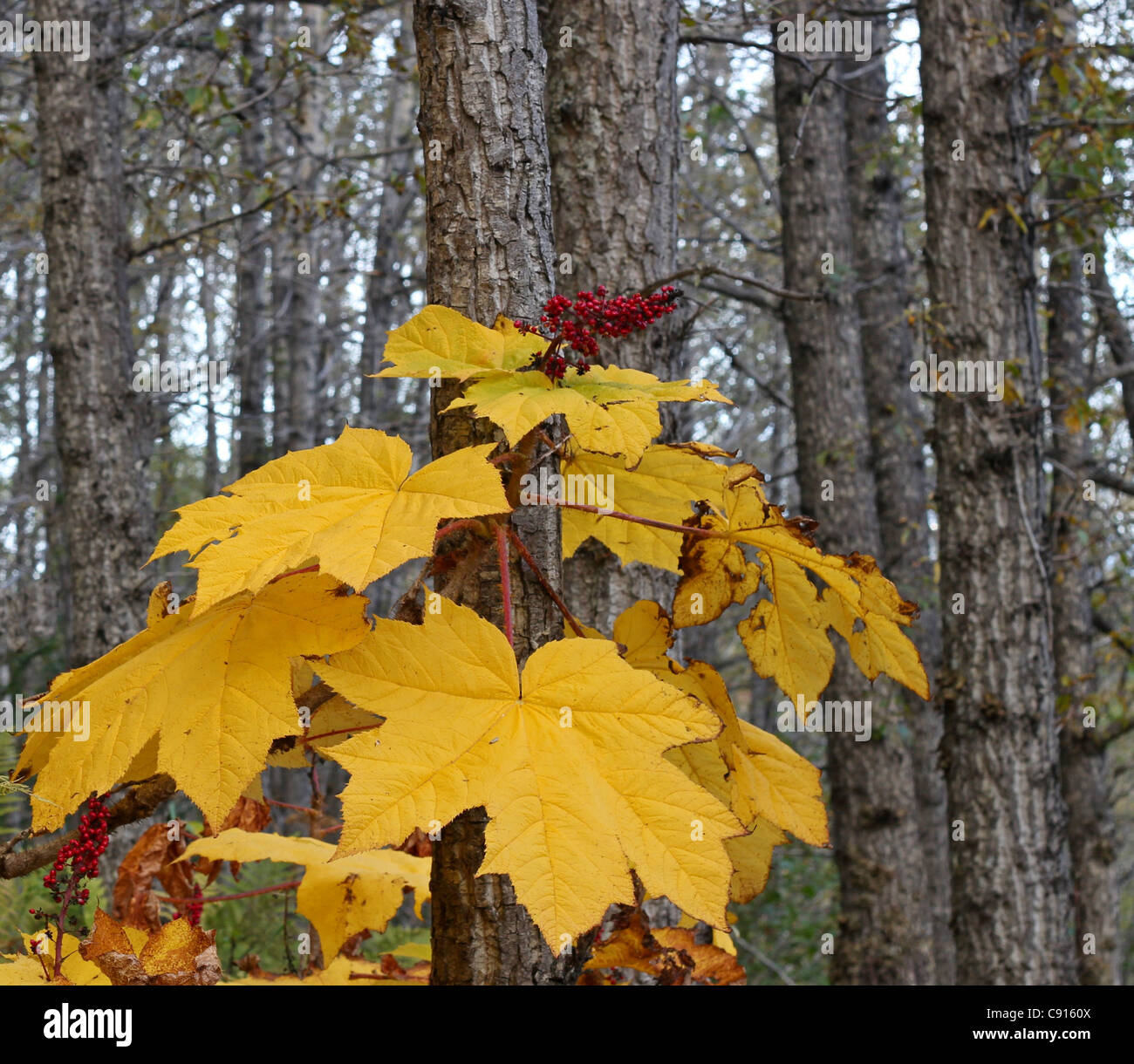 Leuchtend gelbe Teufel's Club in einem Alaskan Wald im Herbst Stockfoto