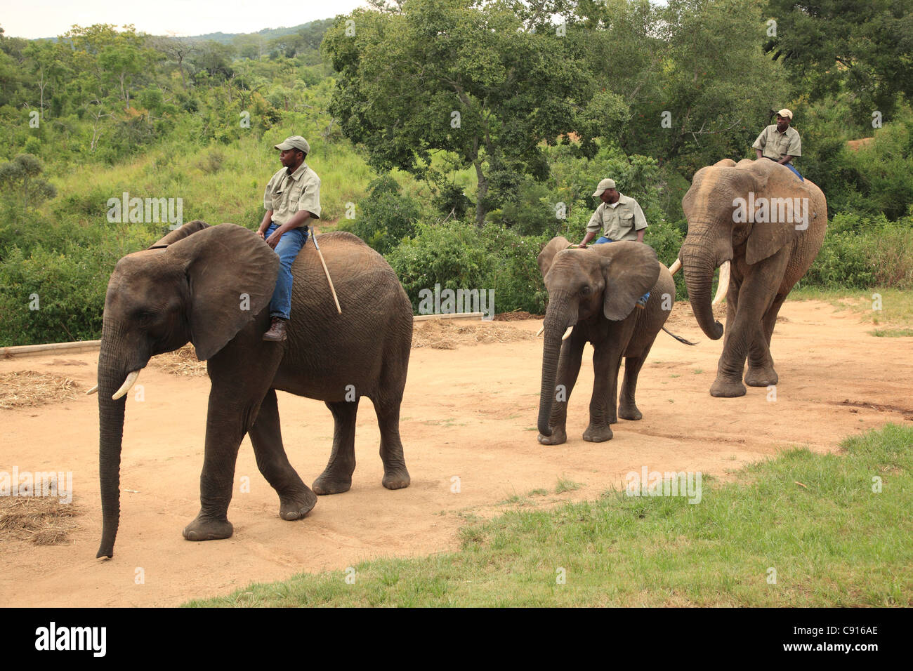 Es ist ein Elefant Waisenhaus und Heiligtum im Krüger Nationalpark Fürsorge für Elefanten, die verlassene oder verletzt. Stockfoto