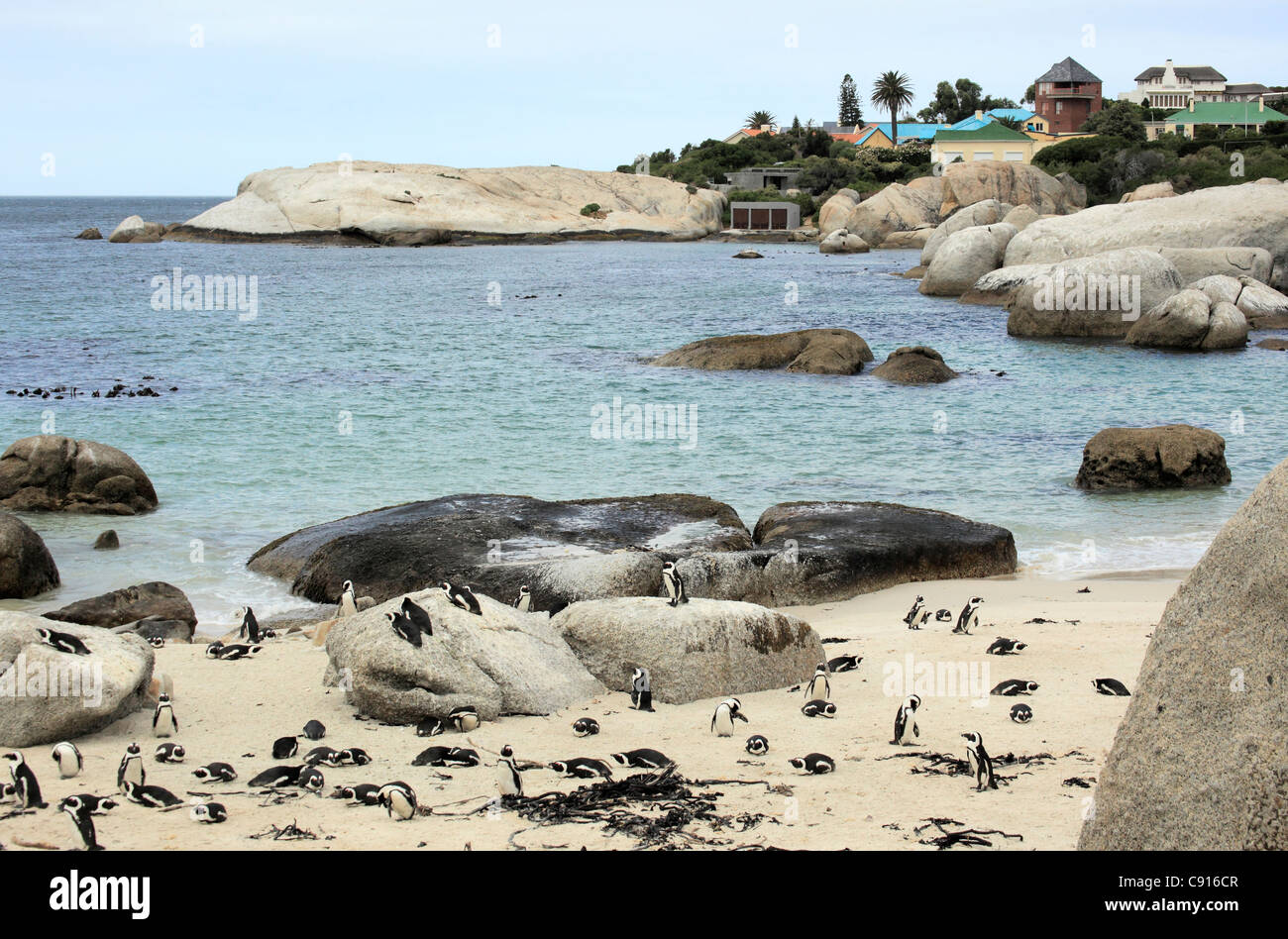 Simonstown Pinguinkolonie am Boulders Beach ist ein Resort und breiten Sandstrand an der Küste in der Nähe von Kapstadt. Stockfoto