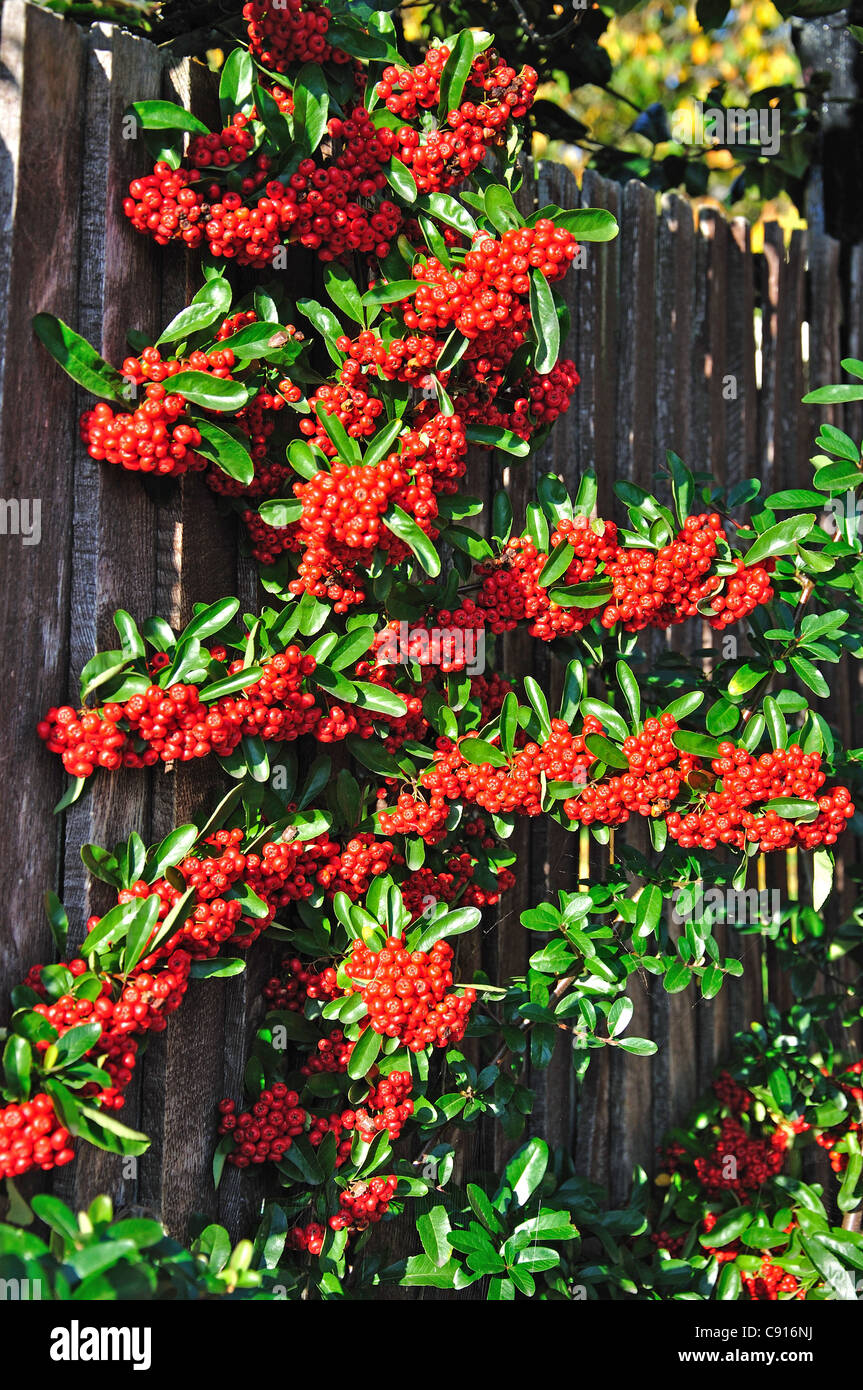 Zwergmispel Pflanzen mit roten Beeren im Garten, Yate, Gloucestershire, England, Vereinigtes Königreich Stockfoto