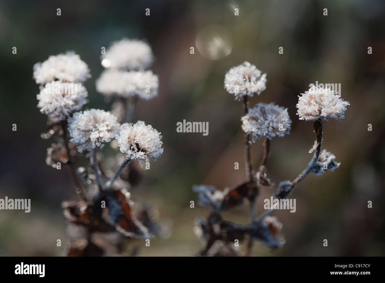 Frost kann Höhe und Form für Auswirkungen im Garten für Seedheads und Blütenstände mit weißen Eiszapfen im Winter erstellen. Stockfoto