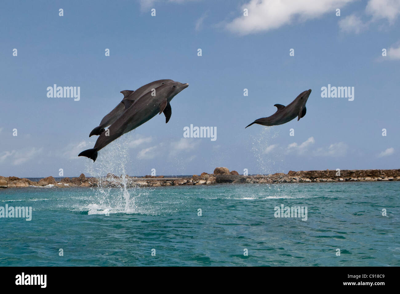 Curaçao, Karibik-Insel, unabhängig von den Niederlanden seit 2010. Willemstad. Meeresaquarium. Delphin-Show. Stockfoto