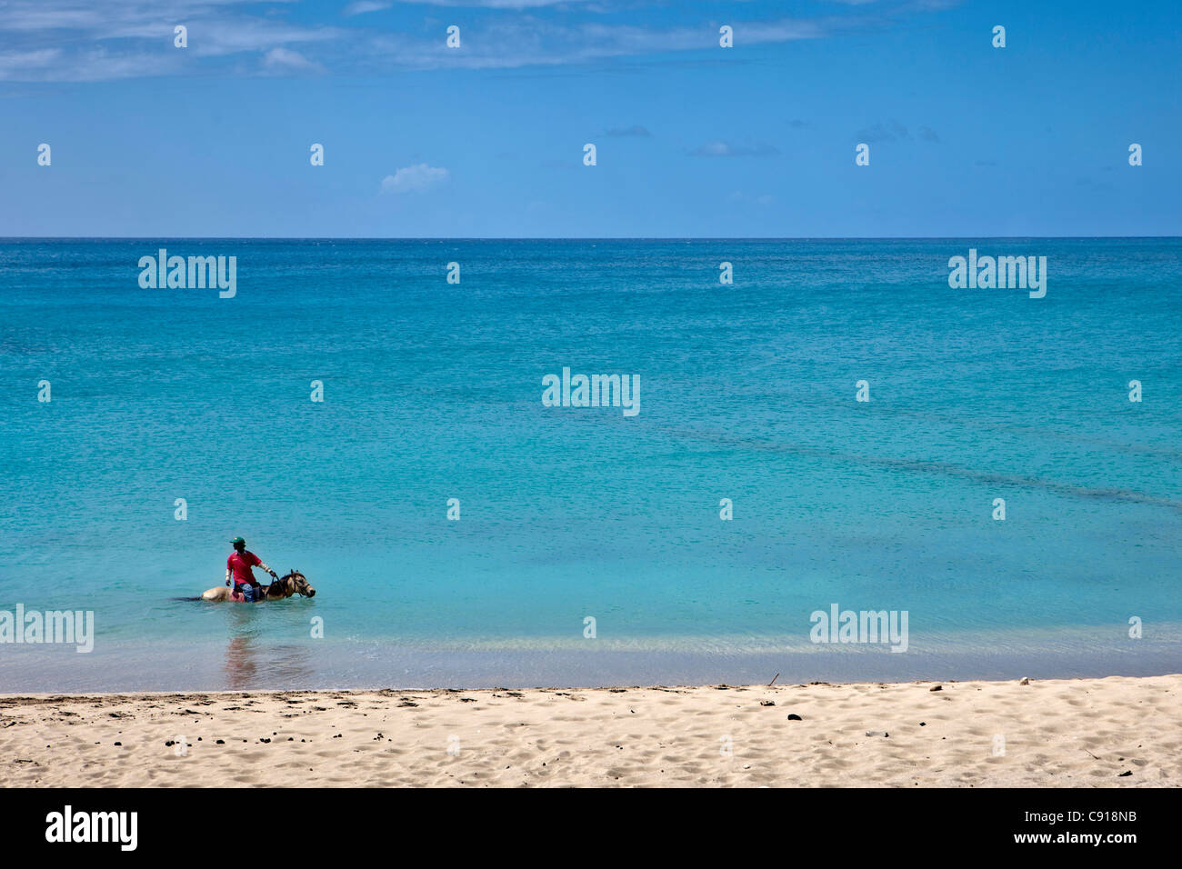 Sint Maarten, Karibik-Insel, unabhängig von den Niederlanden seit 2010. Philipsburg. Cooling-off Pferd nach dem Reiten. Stockfoto