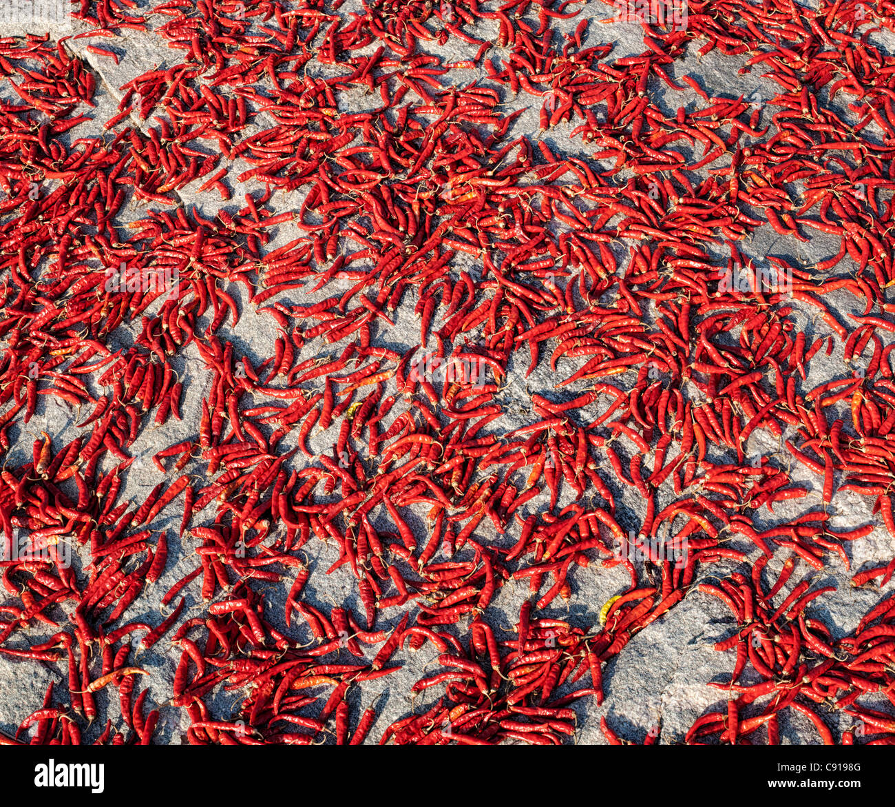 Sonne Trocknen Rote Chilis auf einem Felsen in der indischen Landschaft. Andhra Pradesh, Indien Stockfoto