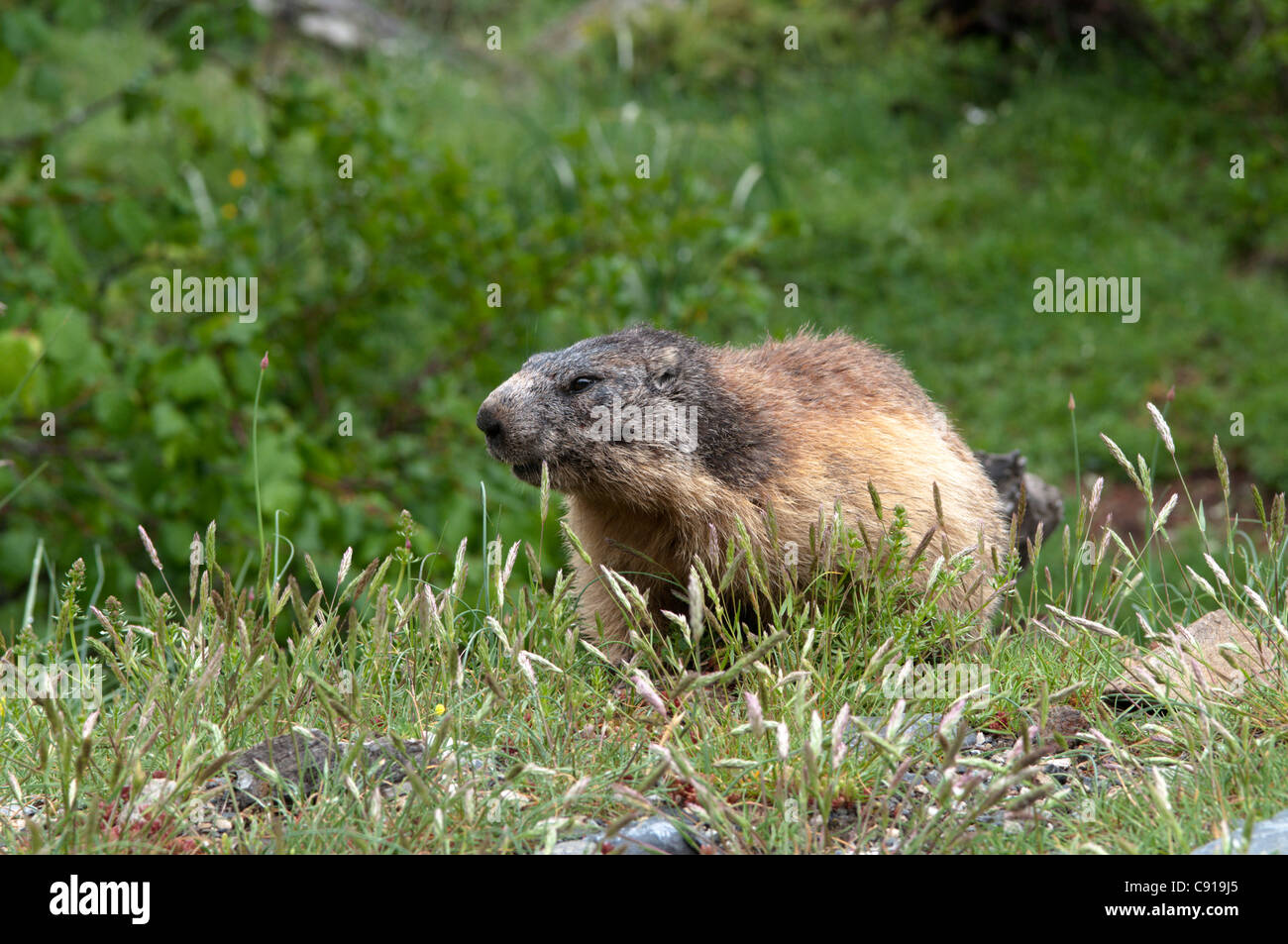 Alpen-Murmeltier (Marmota Marmota). In der Nähe von Gavarnie. Park National des Pyrenäen, Pyrenäen, Frankreich. Juni. Stockfoto