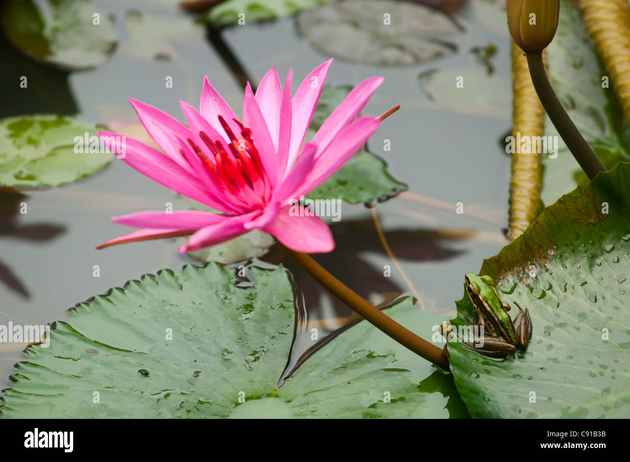 Seerosen in einem Teich im Datai Resort, Lankawi Island, Malaysia, Asien Stockfoto