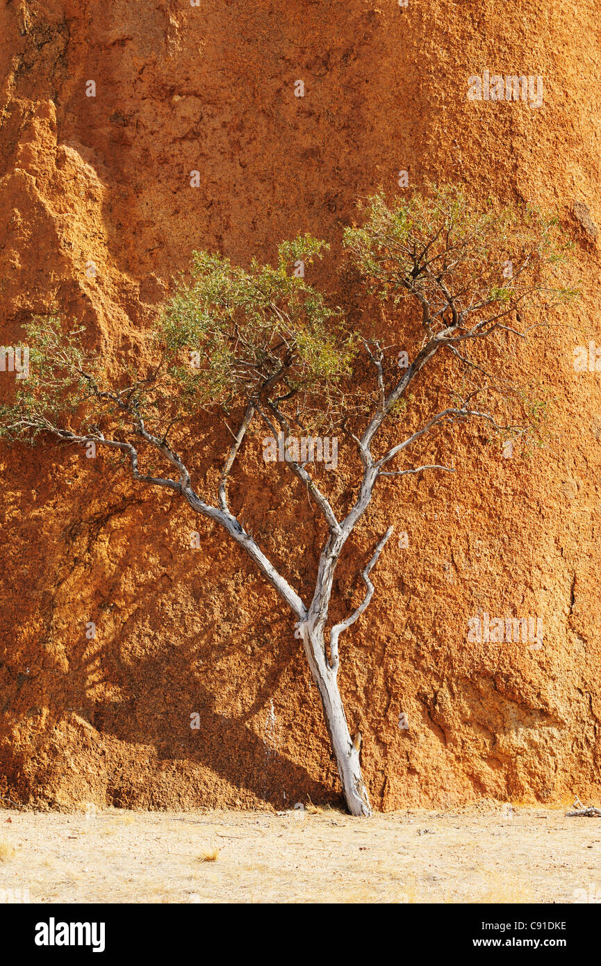 Kleiner Baum, der vor roten Granitfelsen, Spitzkoppe, Namibia Stockfoto
