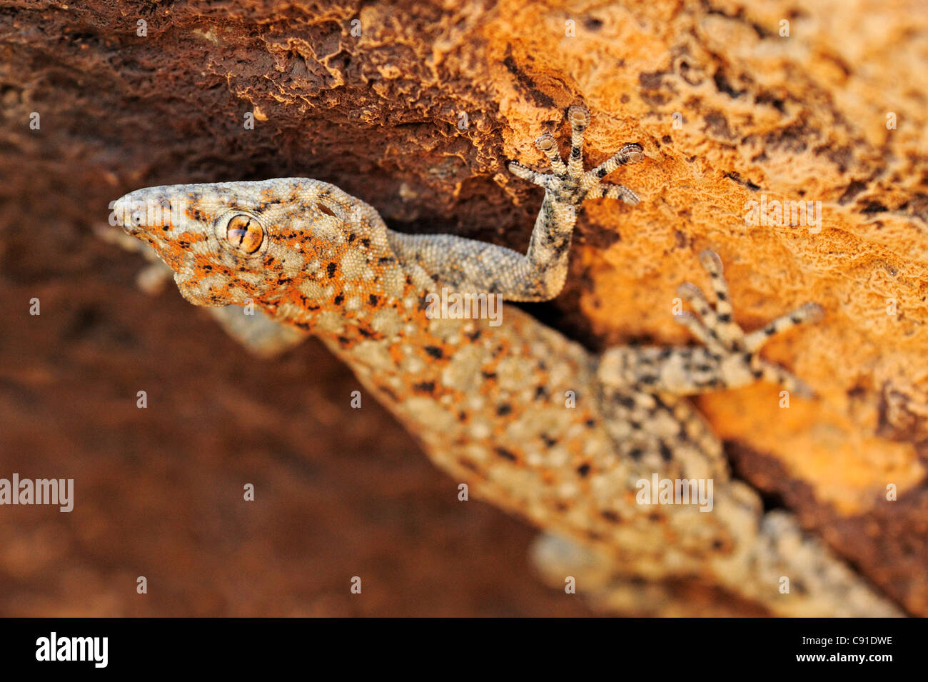 Gecko hängenden Kopf zuerst an einer Felswand Erongo Berge, Namibia Stockfoto