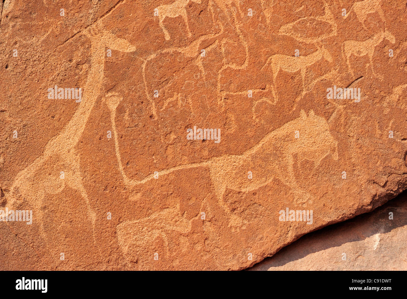 Prähistorische Petrographs in Stein mit Giraffe Nashorn geschnitzt, Gazellen und magischen Löwen Twyfelfontain UNESCO World Heritage Site Stockfoto