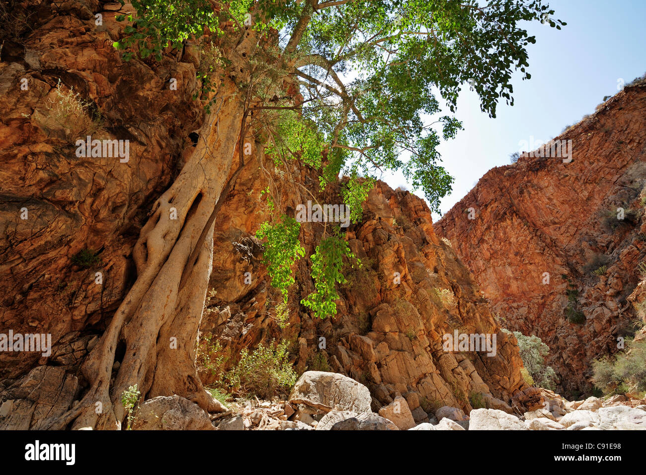 Canyon mit grüner Baum, Olive Trail, Naukluftberge, Namib Naucluft Nationalpark, Namibia Stockfoto