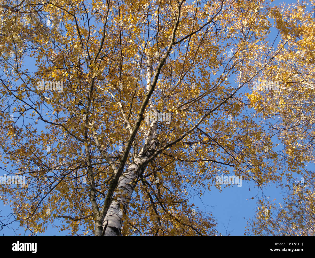 Birke im Herbst / Birke Im Herbst Stockfoto