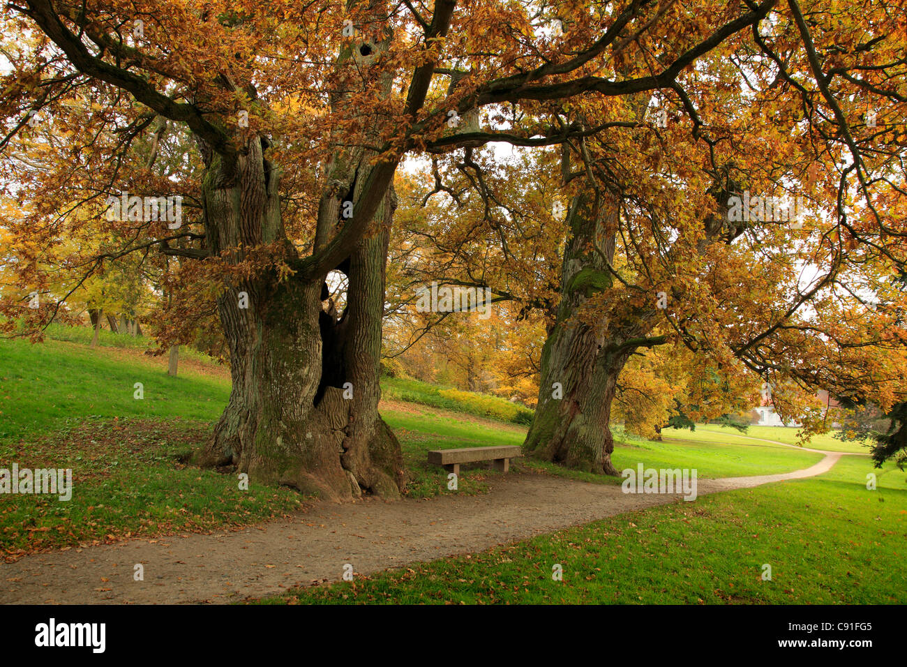 Alte Eichen am Schlossgarten, Putbus, Rügen, Insel, Ostsee, Mecklenburg-West Pomerania, Deutschland Stockfoto