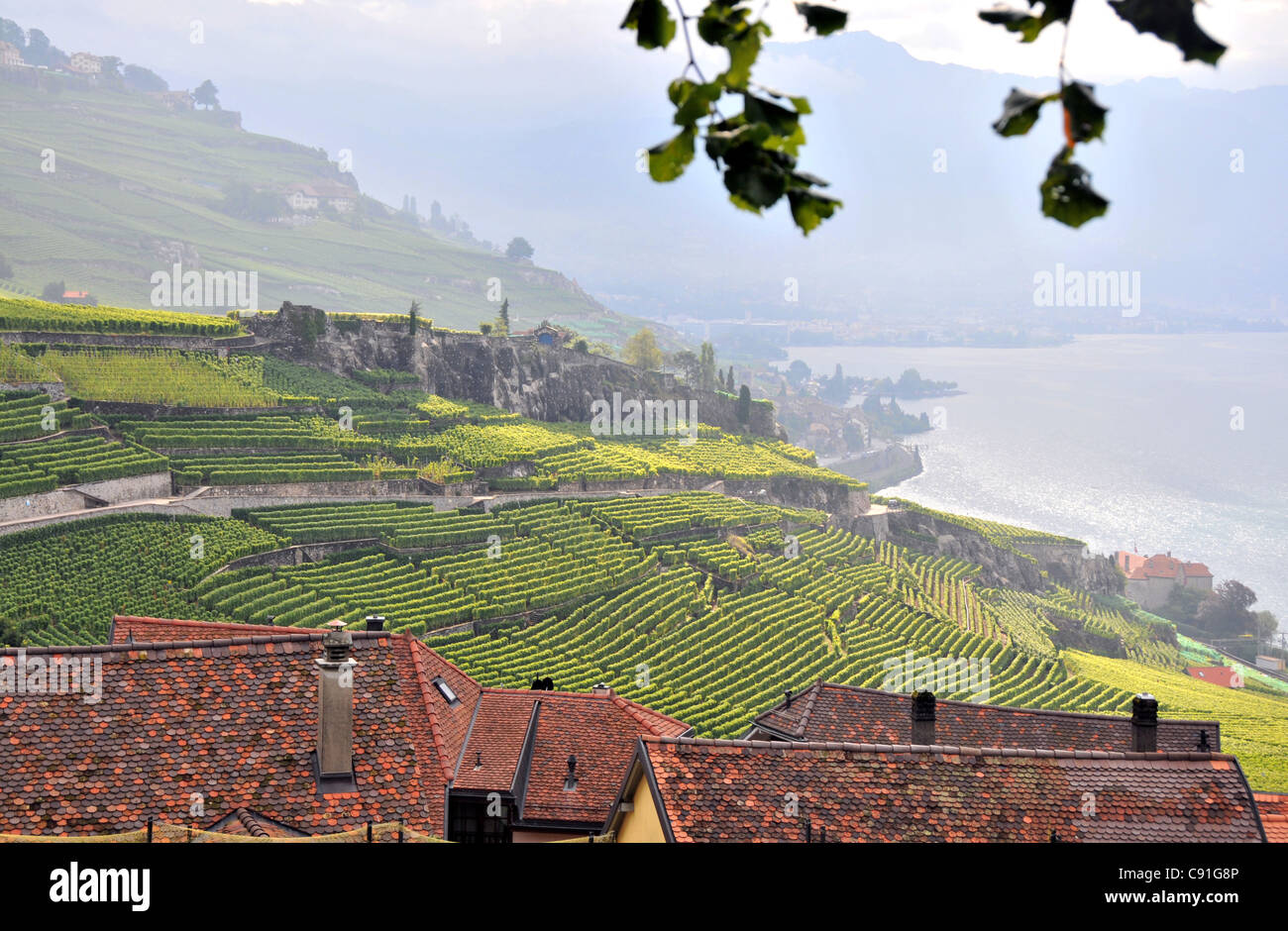 Weinberg am Genfer See, Saint-Saphorin, Lavaux, Kanton Waadt, Schweiz Stockfoto