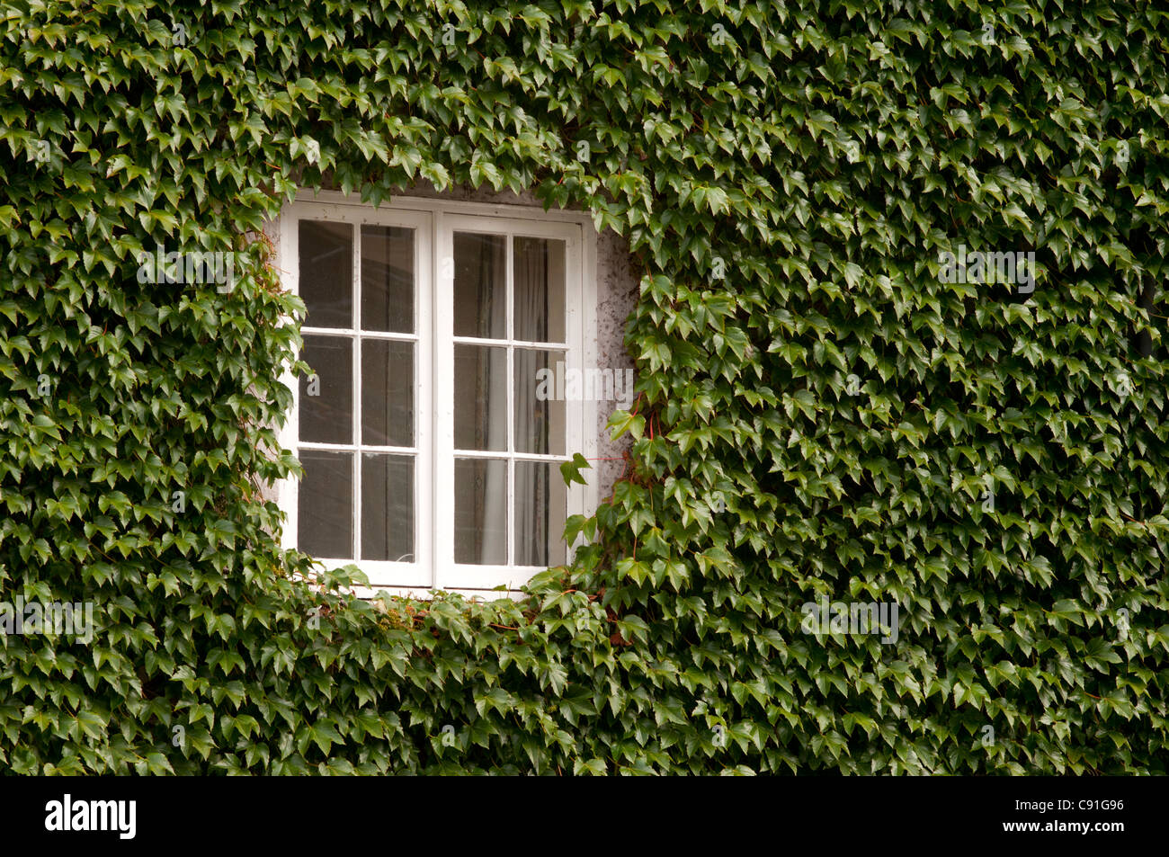 Viele der historischen Gebäude Oxfords sind geschmückt mit Schlingpflanzen und klettern die Pflanzen zwar attraktiv können nachteilige Stockfoto