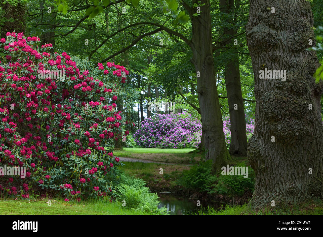 dark pink rhododendron Bessie Howells Rhododendron
