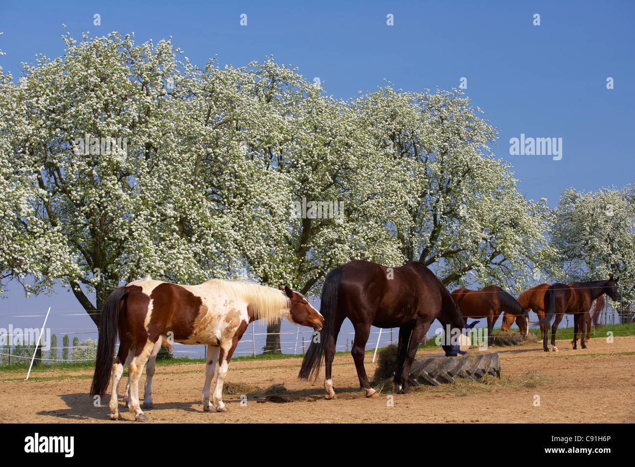 Pferde auf Dianas Ranch in der Nähe von Burg Staufen, Blüte, Frühling, Markgraflerland, Schwarzwald, Baden-Württemberg, Deutschland, Europa Stockfoto