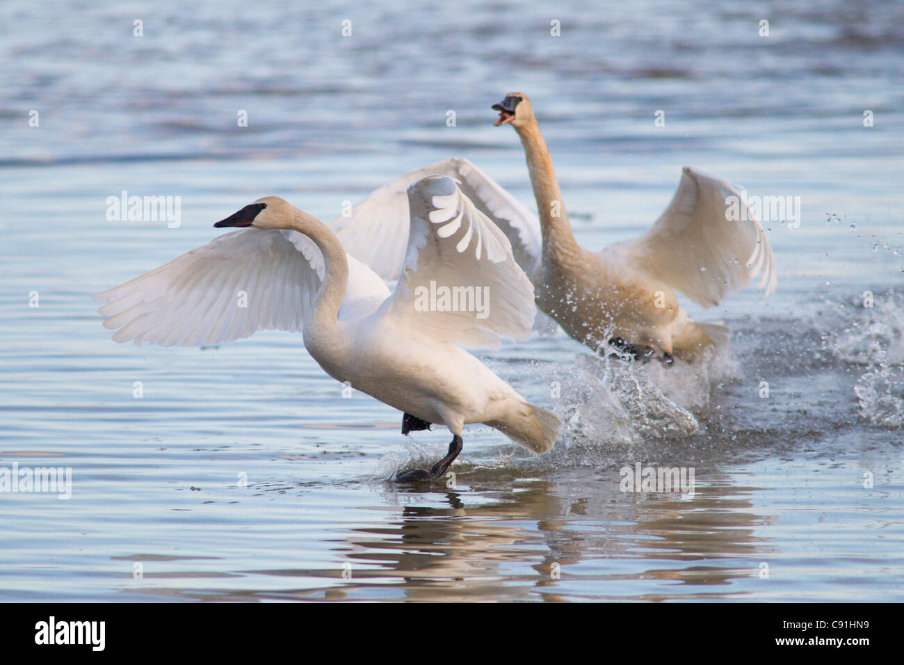 Trumpeter Schwäne jagten einander in einem territorialen Streit, Copper River Delta, in der Nähe von Cordova, Alaska Yunan, Frühling Stockfoto